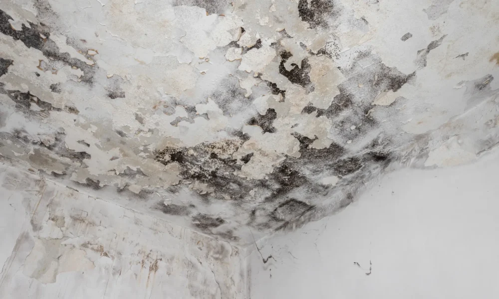 Basement mold removal with visible mold covering the ceiling.