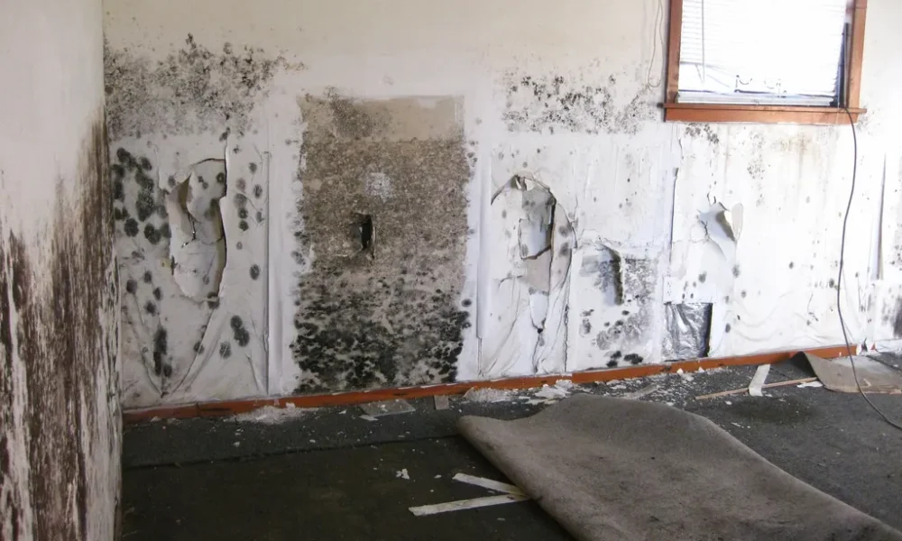 Mold Remediation Services