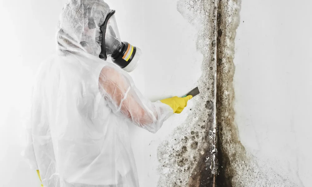 Mold Removal 2